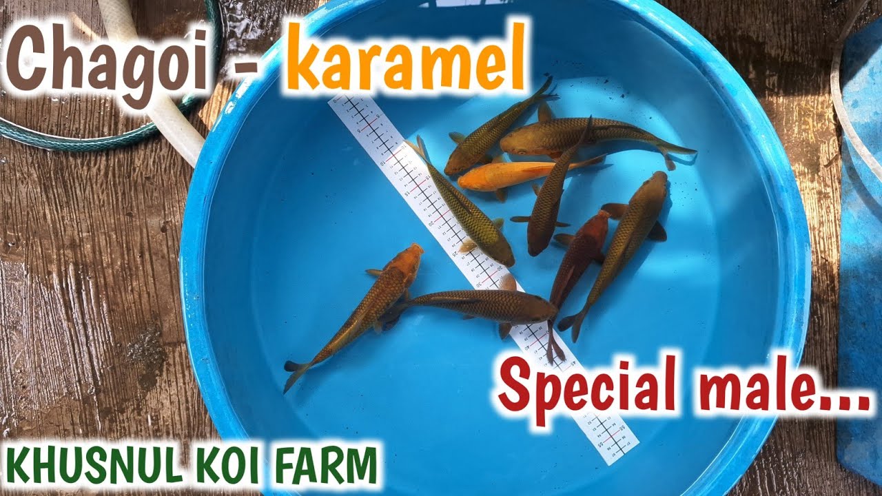 PEMBURU KOI JANTAN SEGERA MERAPAT ‼️ Review harga koi polosan breeder khusnul koi farm | Pecinta koi