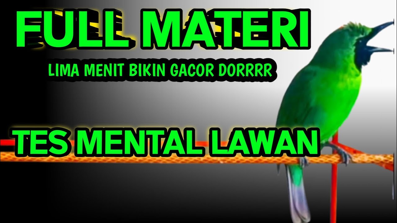 Masteran Dan Terapi Cucak Ijo Drop Mental,Birahi Melet & Macet Bunyi Dengar ini Auto Langsung Nyaut