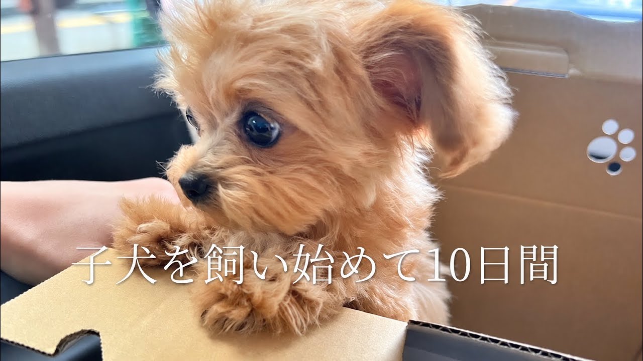 【ご報告】家族が増えました🧸| 子犬を飼い始めて10日間🏠|子犬と過ごすOLの日常💄| vlog