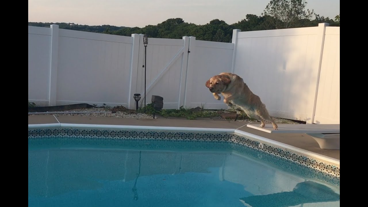 My dog jumping from the diving board to the pool on command!