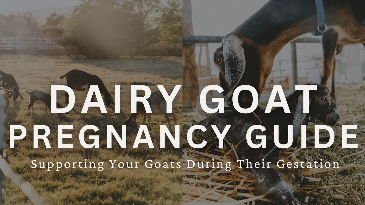 Pregnant Dairy Goat Care | Everything You Need to Know to Support Your Goats During Gestation