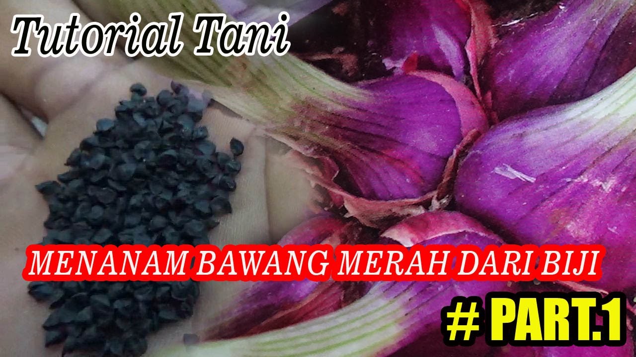 TUTORIAL TANI Menanam Bawang Merah Dari Biji (Persemaian Benih) #PART.1