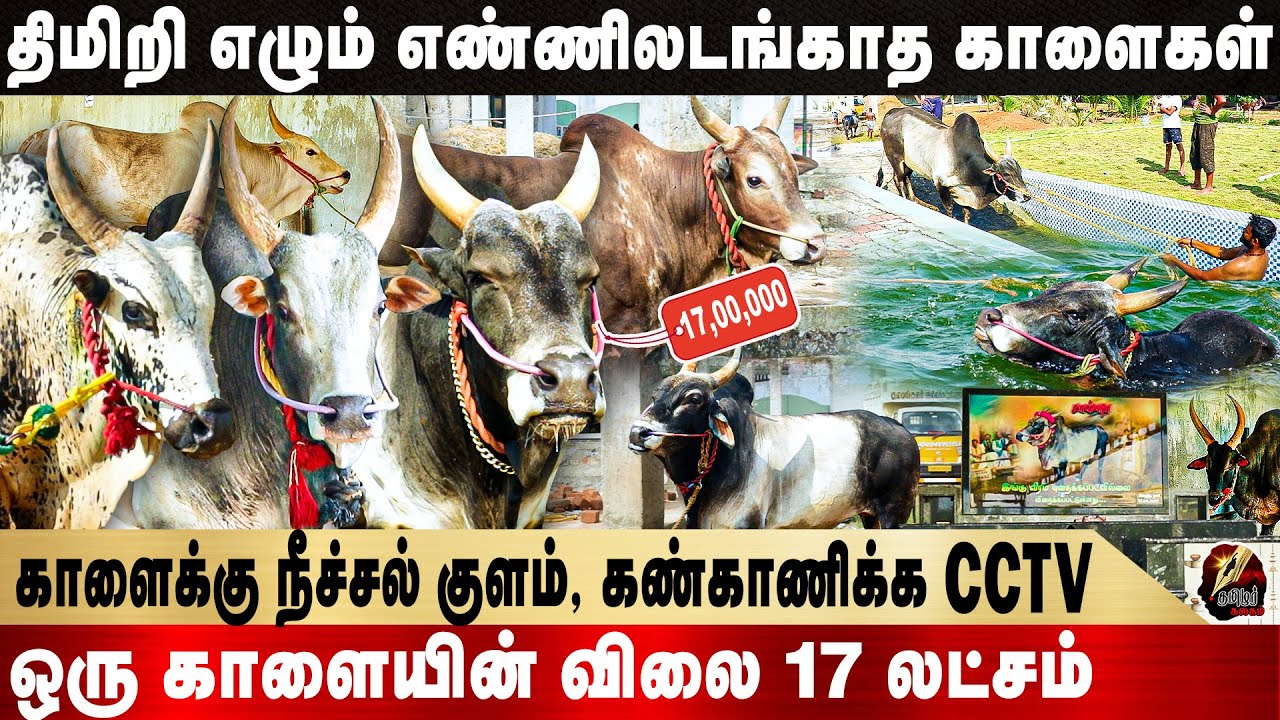 இங்க இல்லாத காளைகள் ரகமே இல்ல! களைகட்டும் பிருந்தாவனம் மாட்டுப்பண்ணை! | MADURAI | JALLIKATTU KAALAI