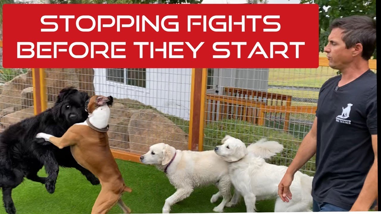 Putting an under socialized dog with the group