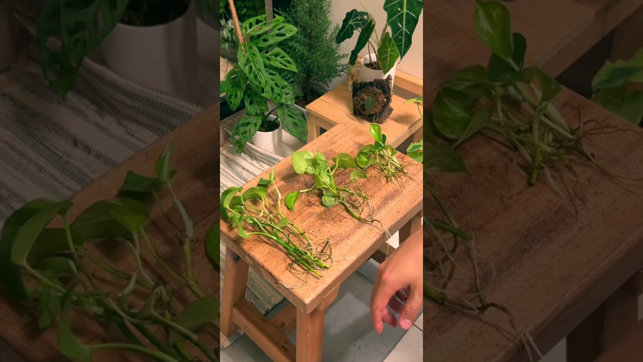 finally repotting my water propagated golden pothos