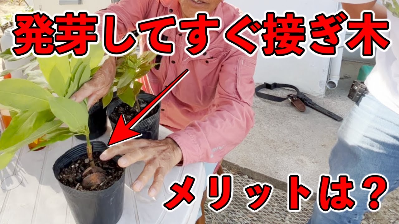 【やばい!!】カビラを生んで普及させたあの伝説のアボカド農家にその時の話を聞いてみた「石垣島・仲野幸雄さん」