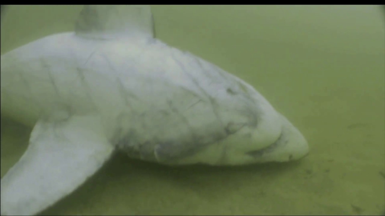 Is Edna Another OCEARCH Cover Up? (Shocking Footage of Near Dead Shark)