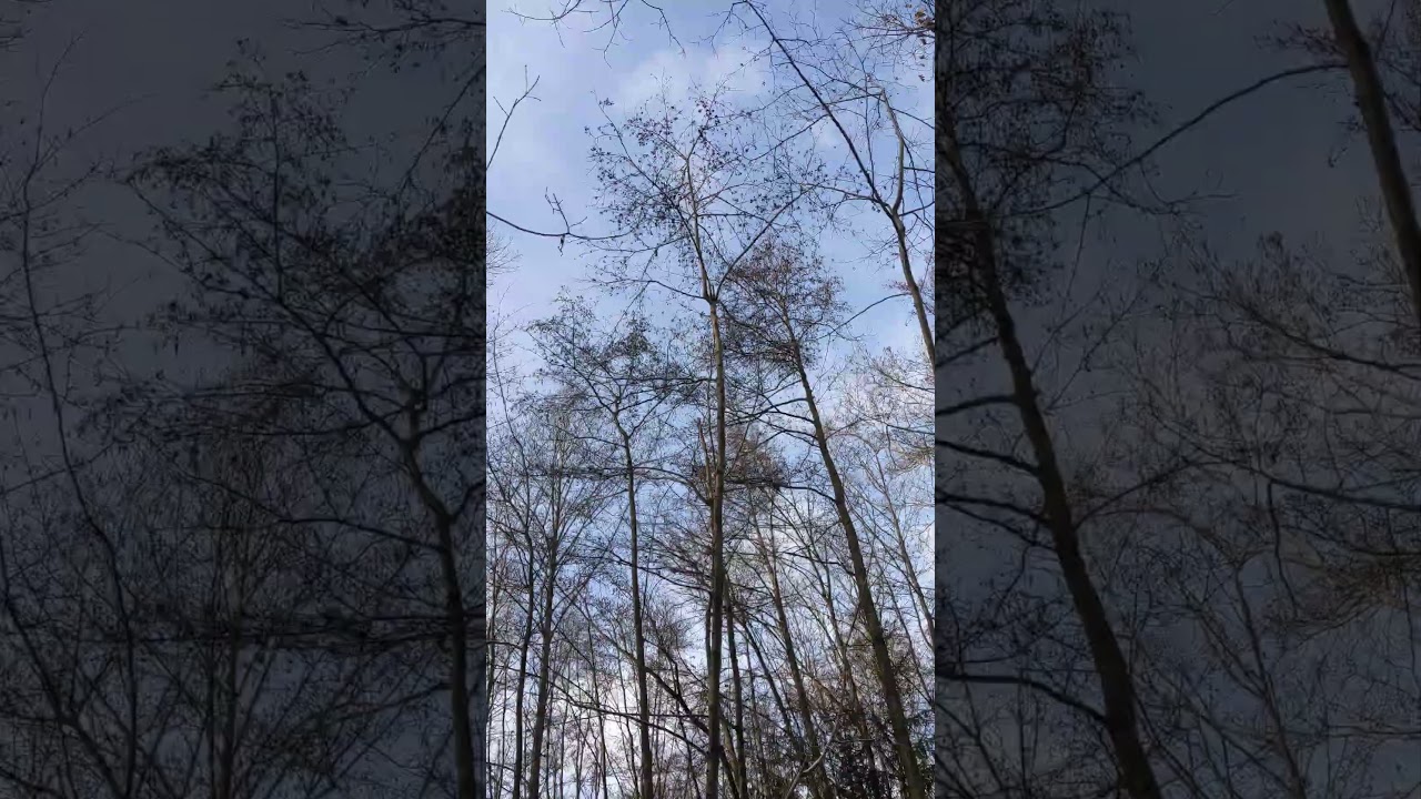 Bare winter treetops swaying in the wind (Part 2)