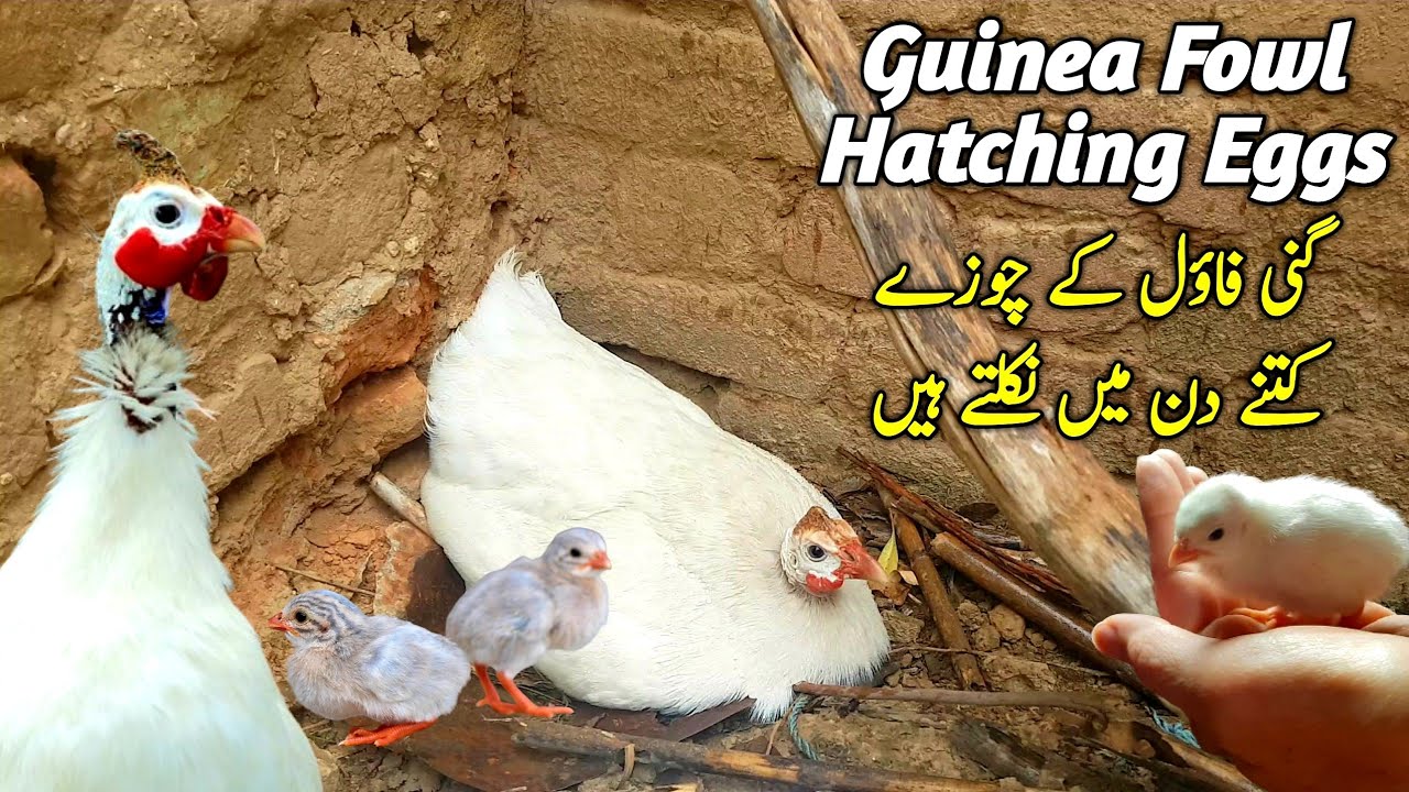 Guinea Fowl Kurak Ho Gai || Broody Guinea Fowl || Hatching Guinea Fowl Eggs
