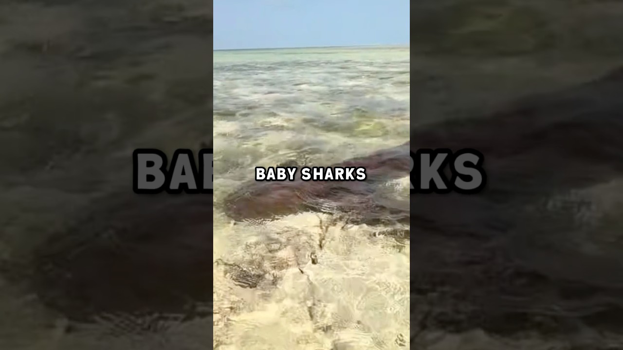 Matt McCusker&rsquo;s Shark Story in Turks and Caicos #shorts