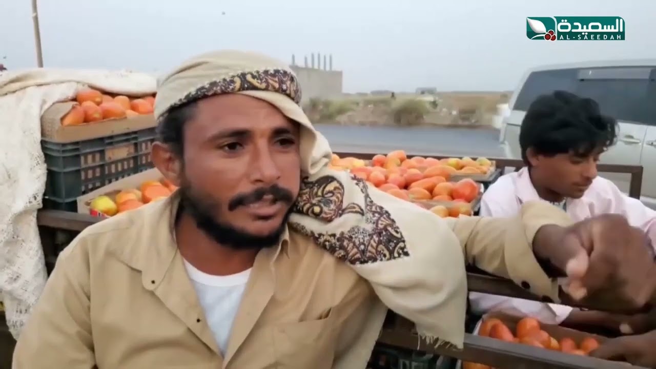 مزارعون يشكون خسارتهم مع موسم للطماطم في تهامة يرفد السوق اليمنية