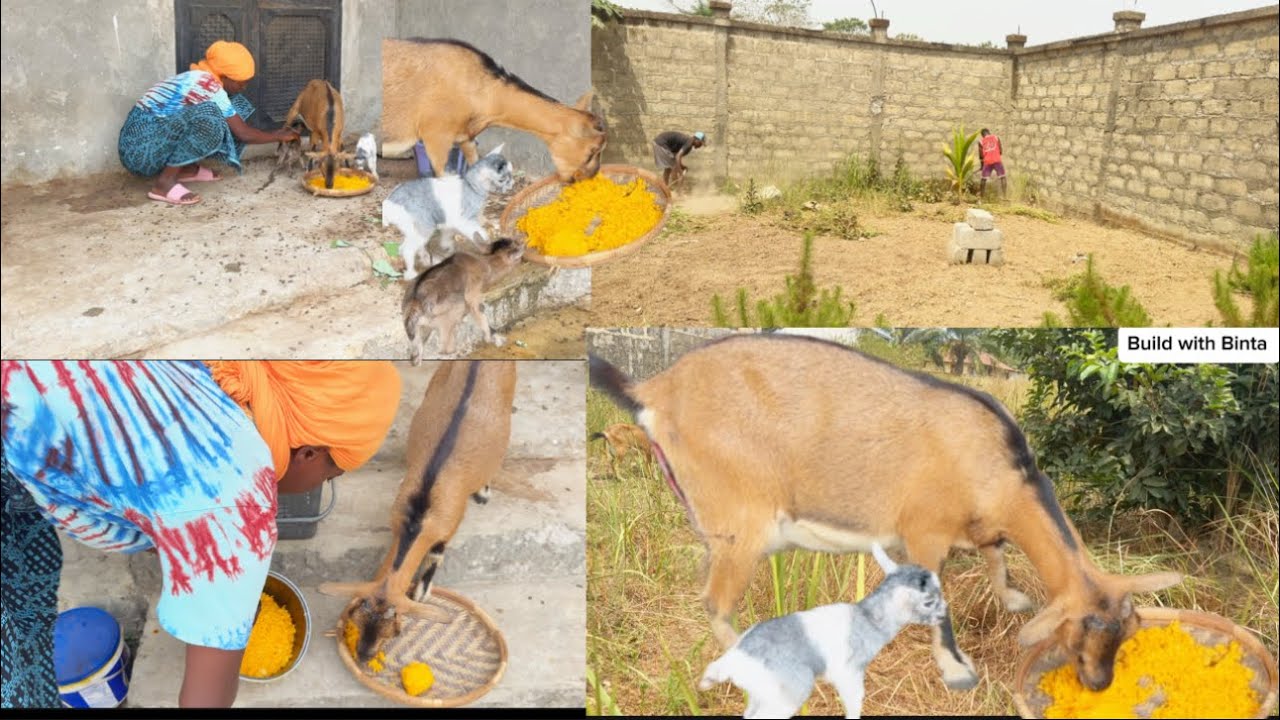 Village living in🇸🇱/ cleaning around our unfinished house 🏠 /The goat 🐐 (Alma)surprised us 