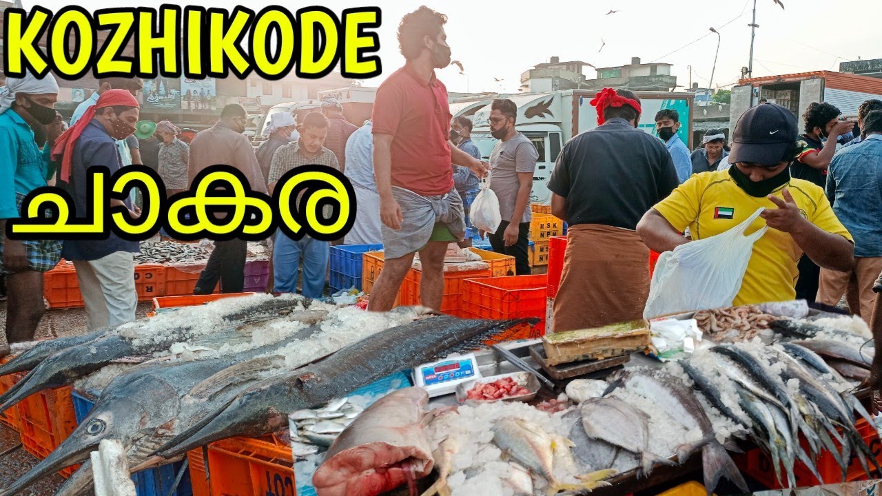 കോഴിക്കോട് ഫിഷ് മാർക്കറ്റിലെ ശരിക്കും ചാകര ഇതാണോ || Kozhikode Fish Market