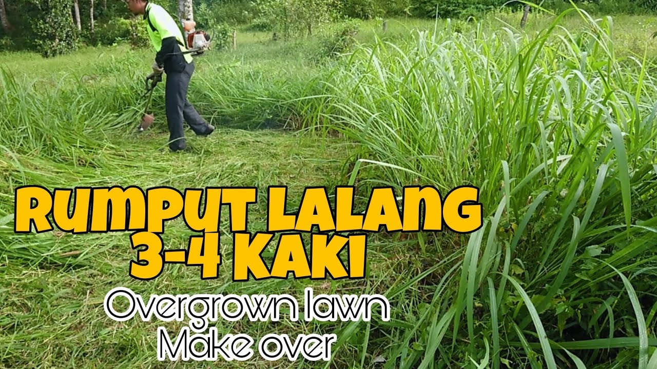 BEGINI CARANYA potong rumput lalang yang tebal|Overgrown lawn/yard.