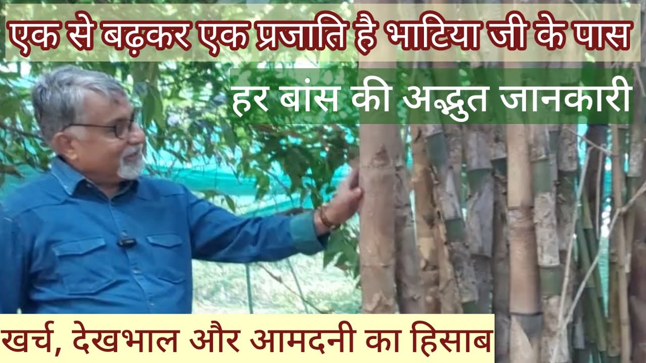 351. Subhash Bhatia, Bamboo King, Jabalpur - Part 2. Bamboo varieties.