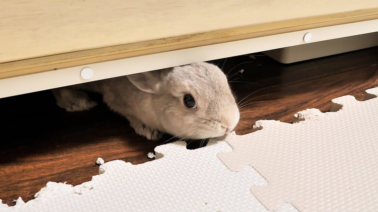前日に爪切りされたショックが原因で完全にグレてしまったウサギさんの報復がやばい