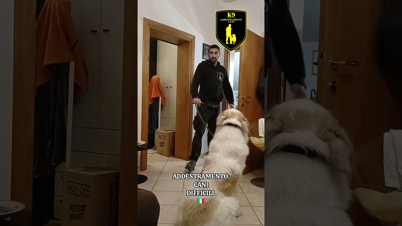 Lavoro reale a domicilio con un cane aggressivo. Sessione integrale senza tagli 
