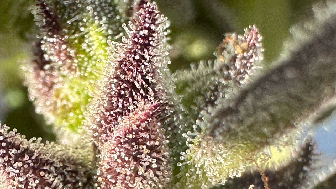 Review of the Mendo Purps