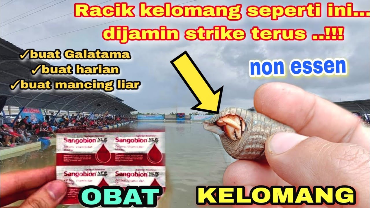 KELOMANG BISA DIRACIK MENJADI UMPAN AMPUH BUAT MANCING || AROMANYA BIKIN IKAN KLEPEK-KLEPEK...