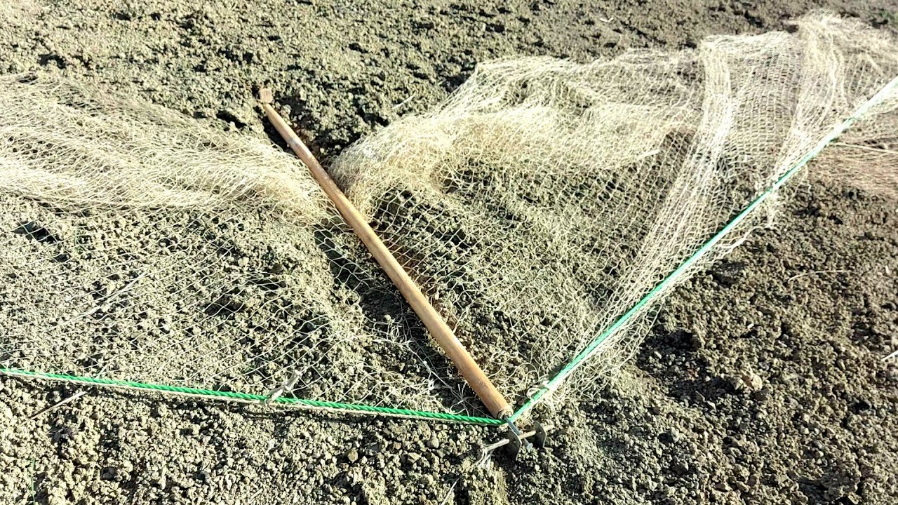 Learn how to set a net trap to catch a peregrine falcon