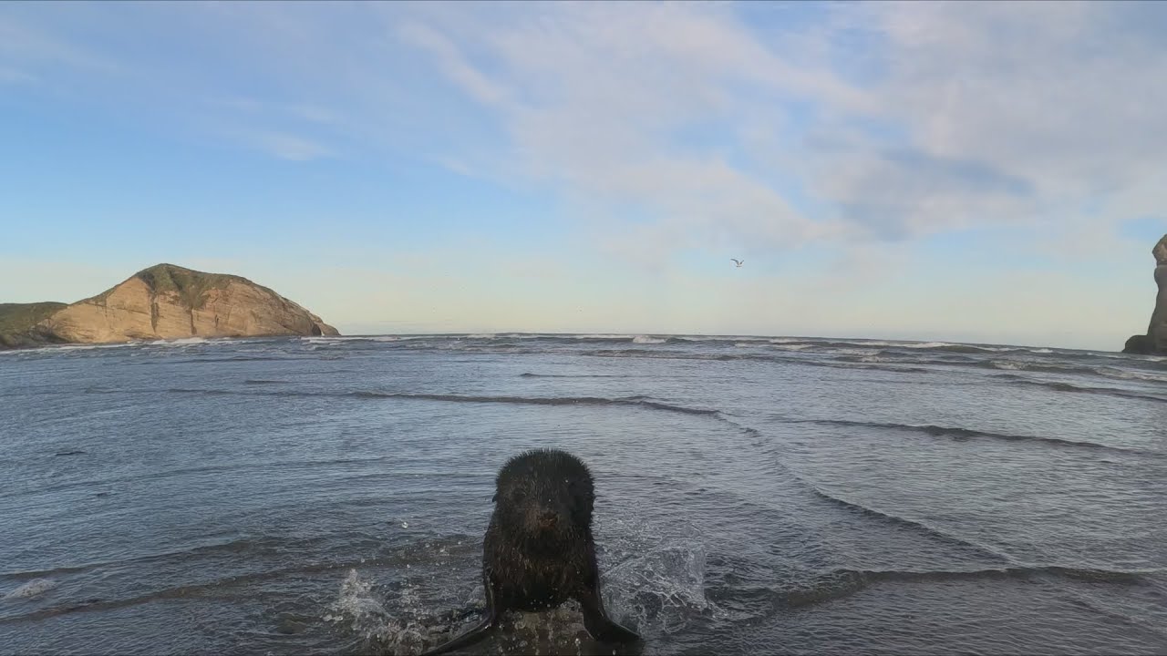 A baby seal comes close to me and mistakes me for her mother