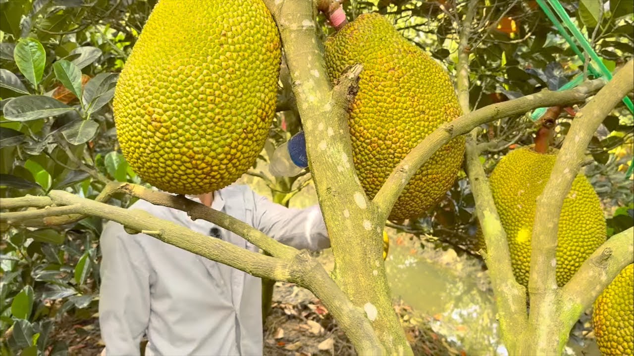 Tân Mít  cập Nhật thị trưởng  mít đỏ sắp tới như thế nào:??