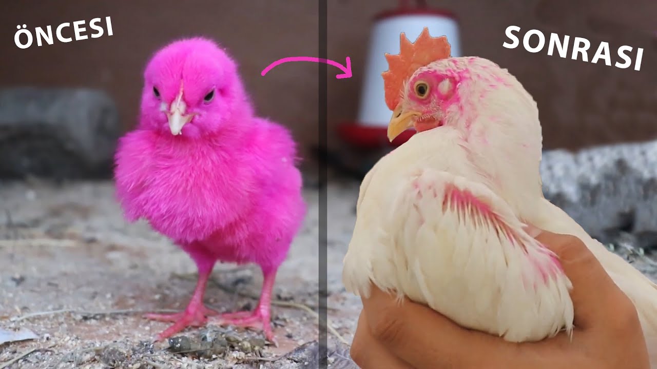 PAZAR CİVCİVİ PEMBE'NİN ÖNCESİ VE SONRASI ( Civcivin Büyümesi )