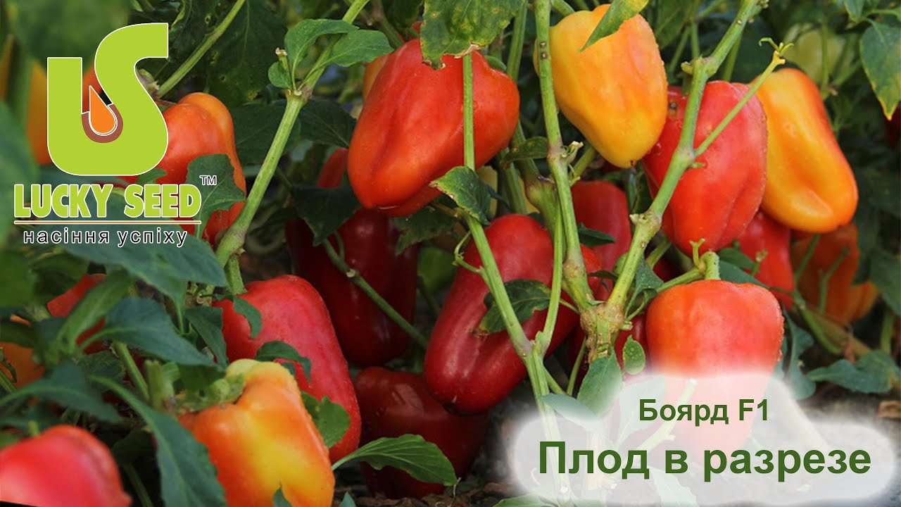 Боярд F1 перец (Lucky seed) плод в разрезе
