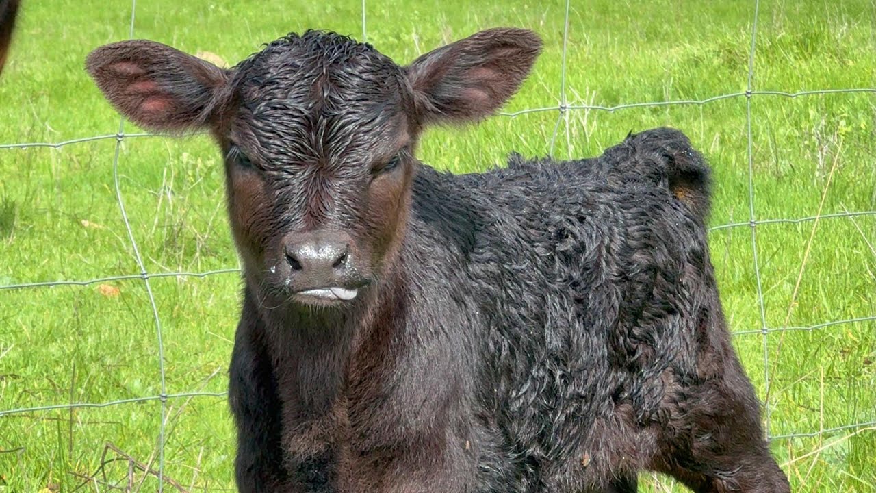 WWOOFing pt 6: Baby cow! Dogs, sheep, blue fairy wren, and frog too