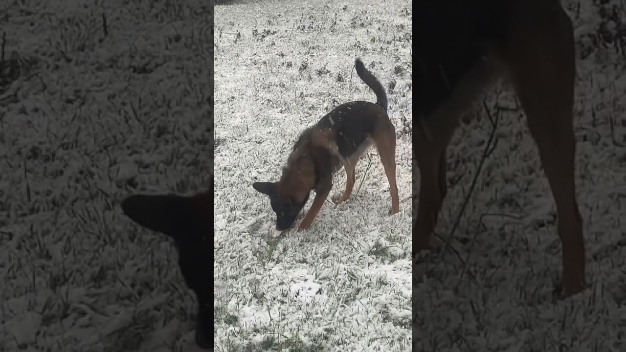 Alya est ça première neige