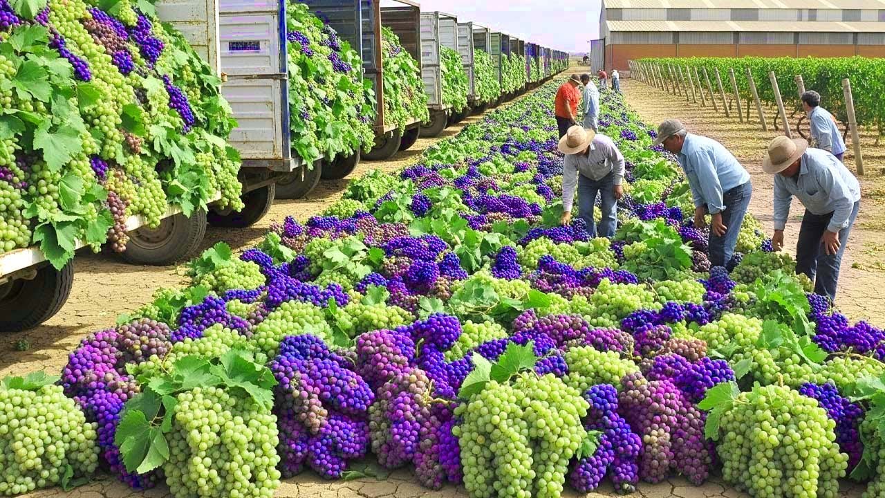 La Cosecha de Uvas Más Grande de 2025 🍇 ¡Nunca Has Visto Una Cosecha Así!
