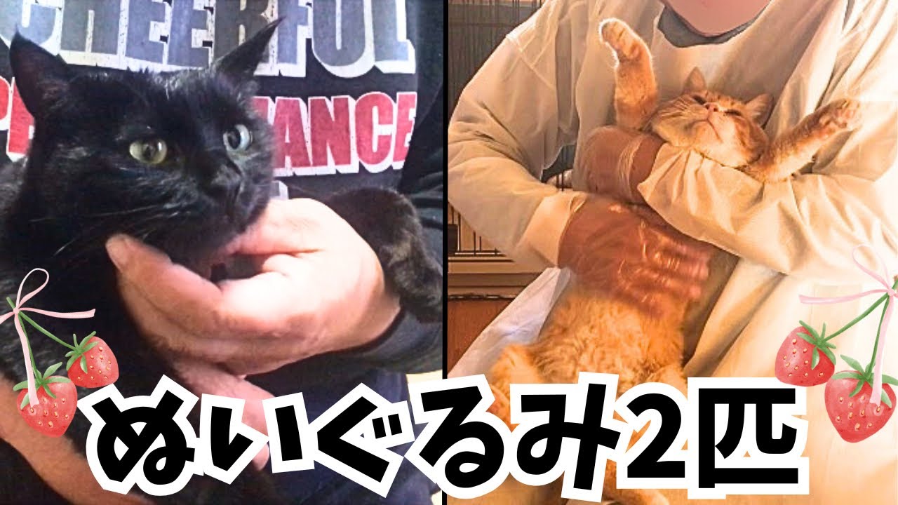【保護猫】されるがまま！爪切り中に寝ちゃう温厚でお利口さんな猫たち
