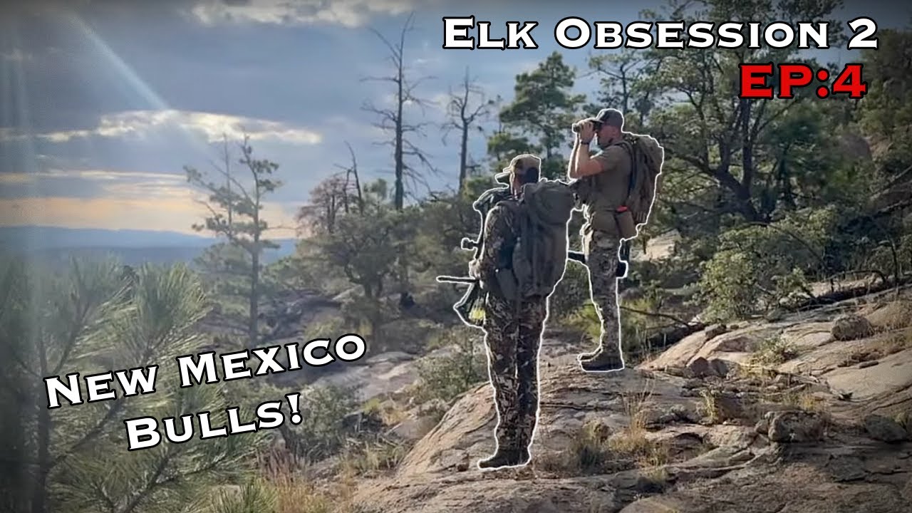 New Mexico Archery Elk - Multiple Bulls Called In