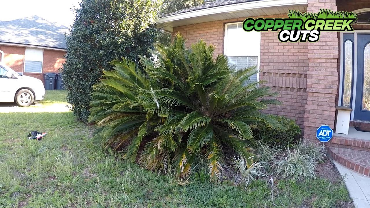 Trim A Sago Palm (STIHL GTA26)