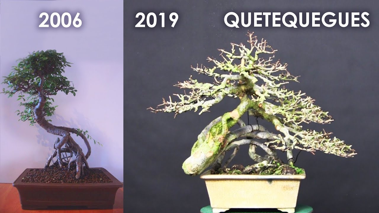 Olmo shohin neagari bonsai - 13 años de trabajo