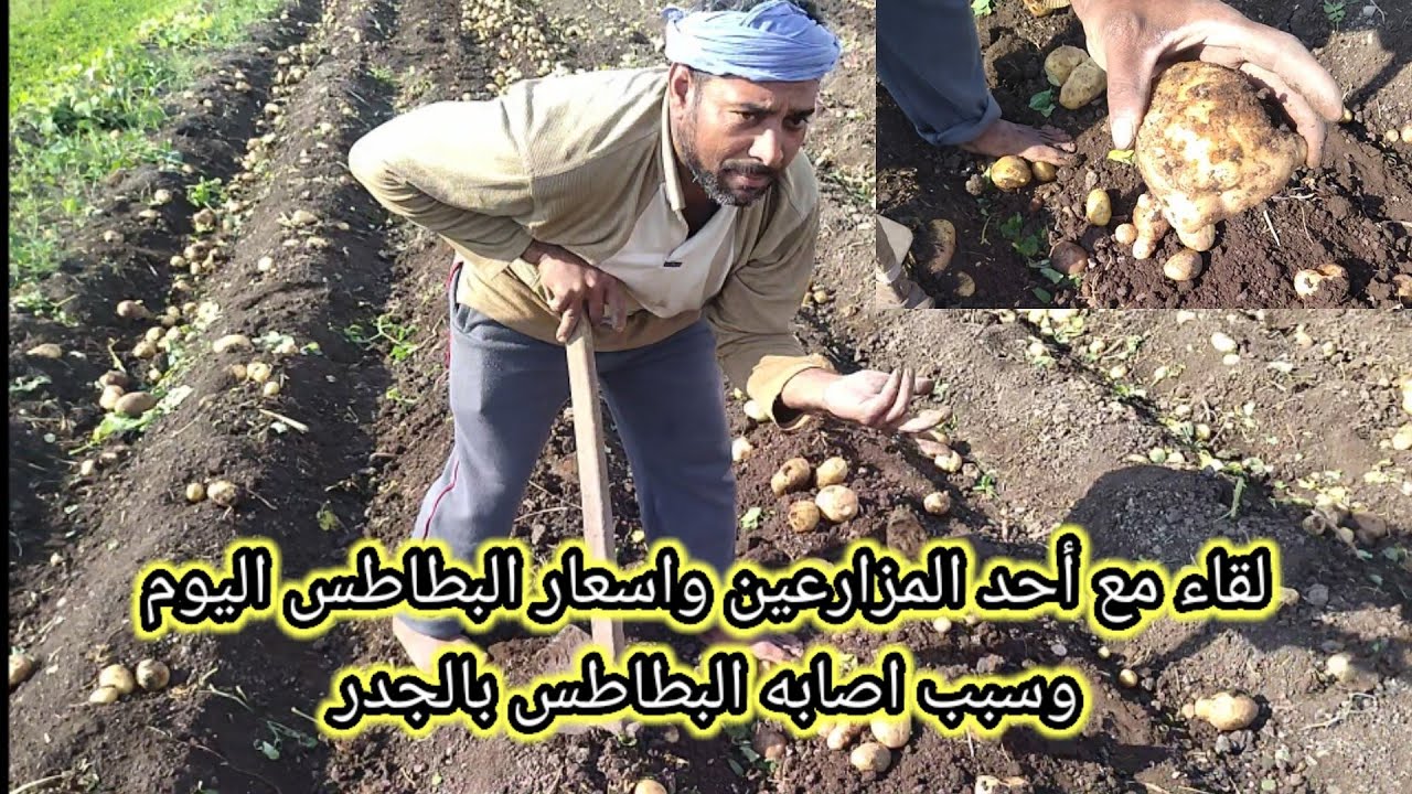 اسعار البطاطس اليوم ولقا مع أحد المزارعين وسبب اصابه البطاطس بالجدر اعرف التفاصيل