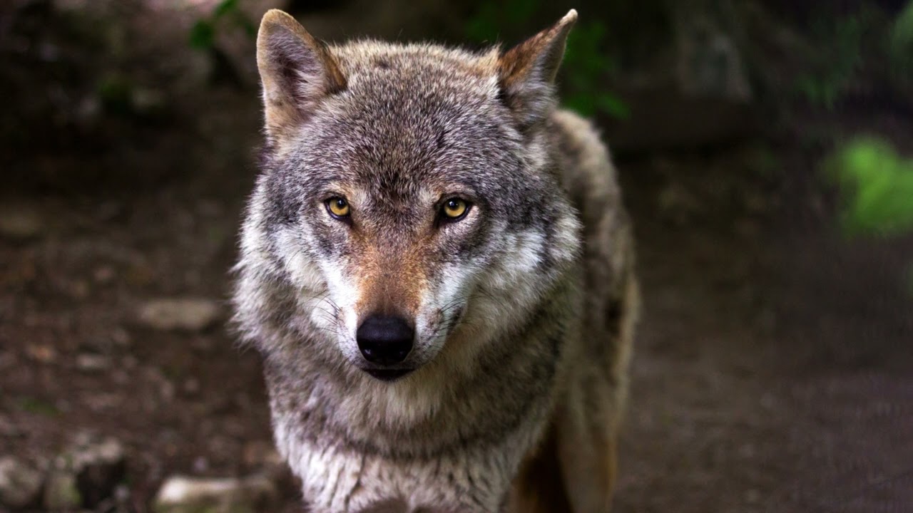 Wolf Howl - Sound Effect