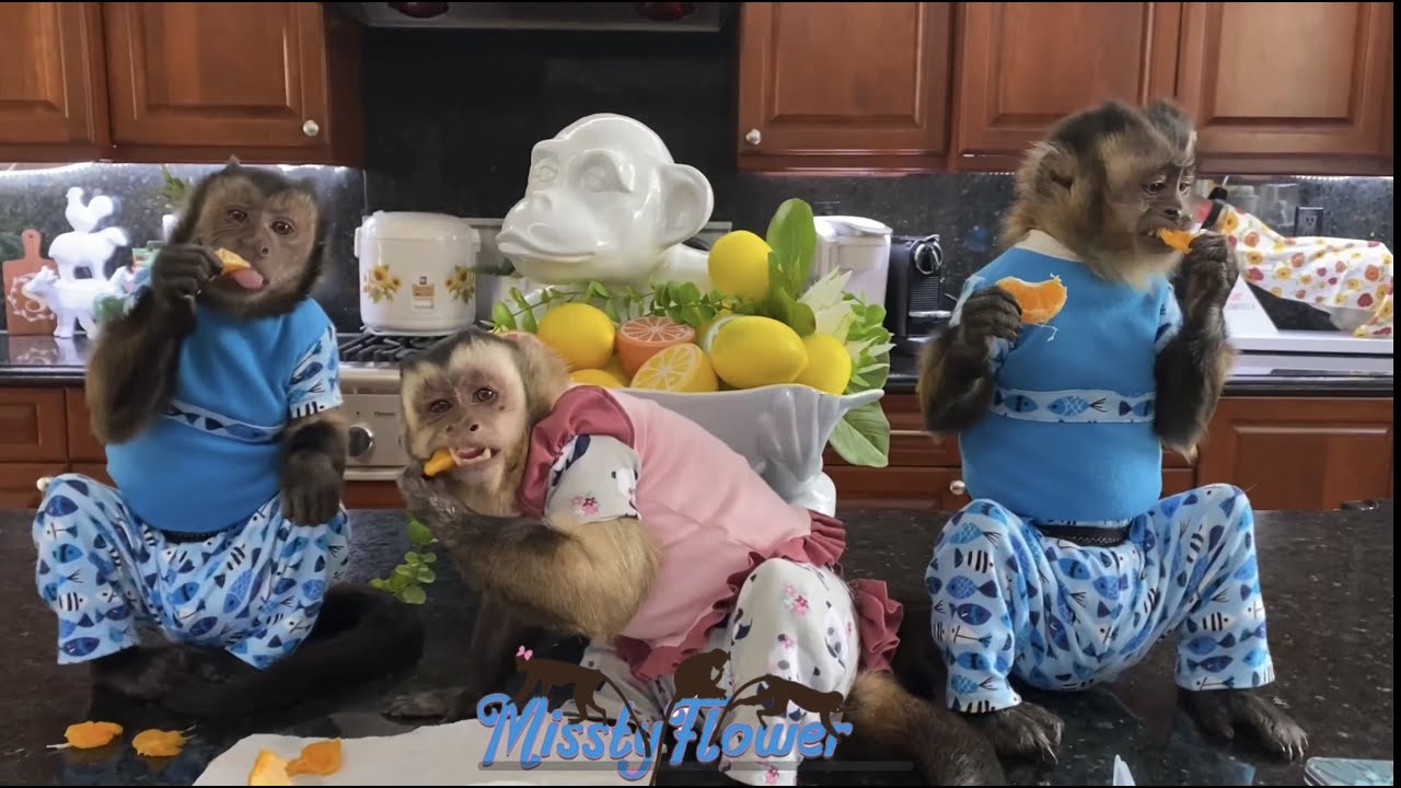 Monkey Princess with dad and siblings, is that your boyfriend Pablo at the end?! 🤣😂❤️😅🐒❤️