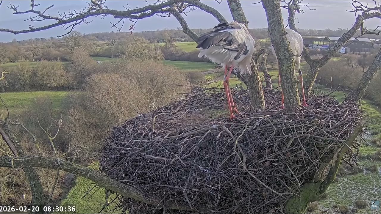 Nest building