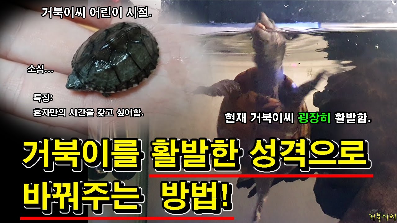 [#거북이씨​]  거북이를 활동적이고 활발한 성격으로 바꿔주는 방법!