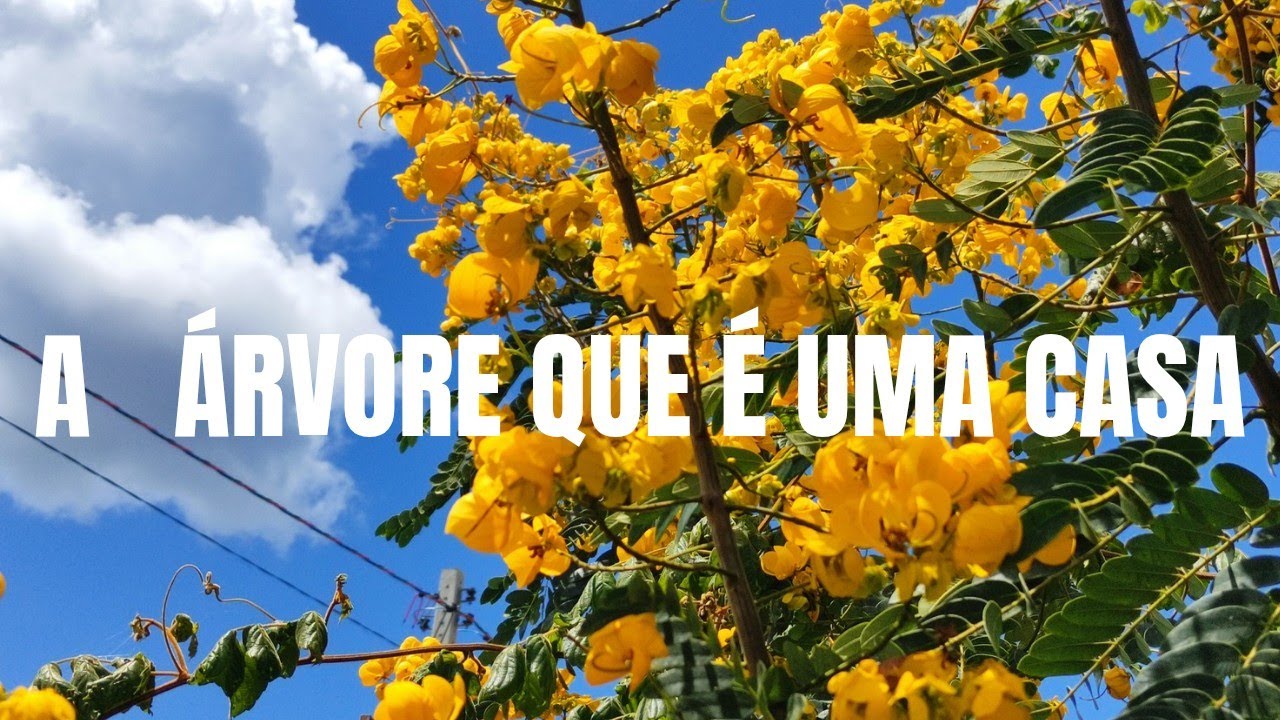 UMA SALA DEBAIXO DE UMA ÁRVORE 