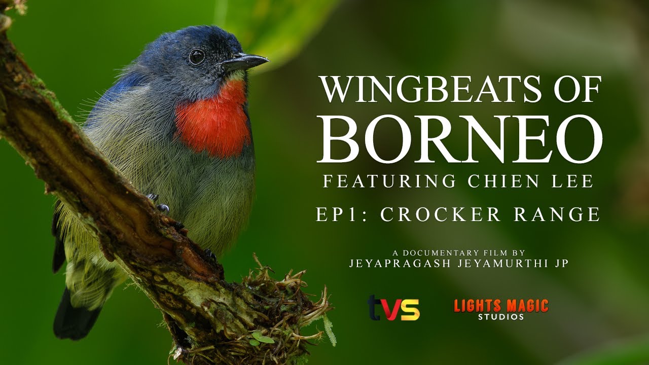 Crocker Range | EP 1 | Wingbeats Of Borneo