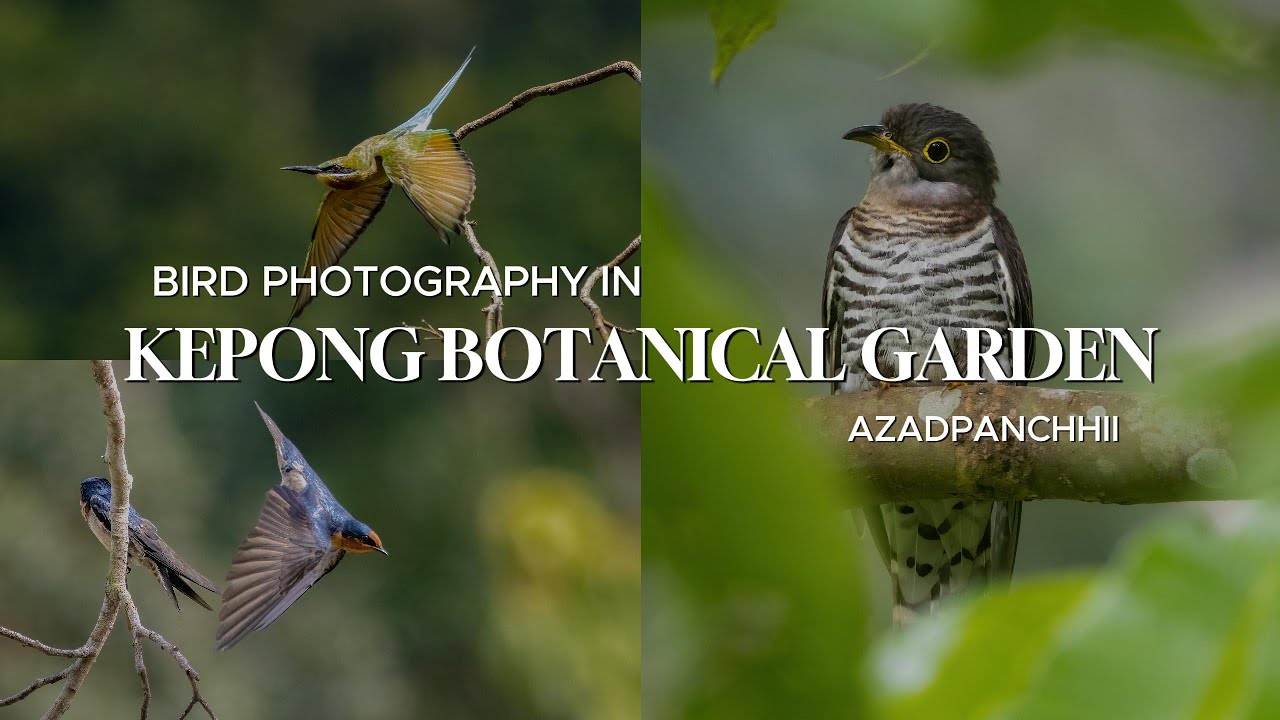 Birding in Malaysia | Kepong Botanical garden, Kuala Lumpur | Episode 1