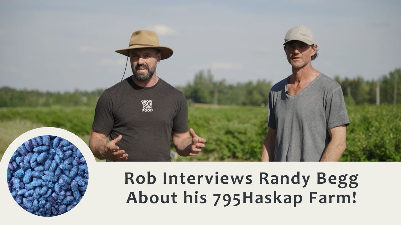 How to Choose and Grow the Haskap Berry That's Right for You and Your Property!