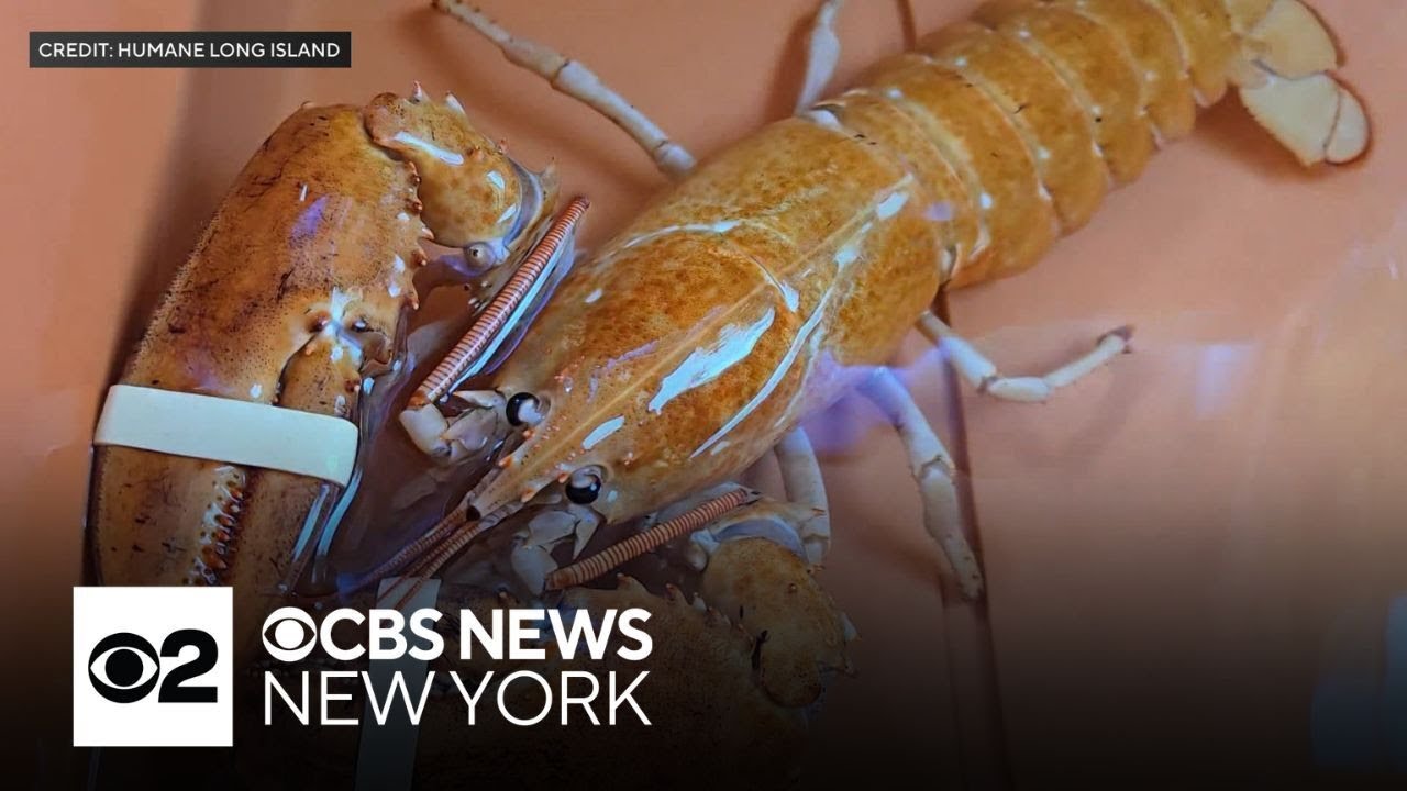 Rare orange lobster rescued from Long Island supermarket