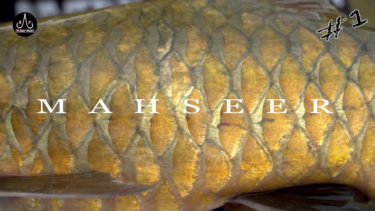 Hunting MAHSEER In Tambunan Sabah | DAY1 | - EP121