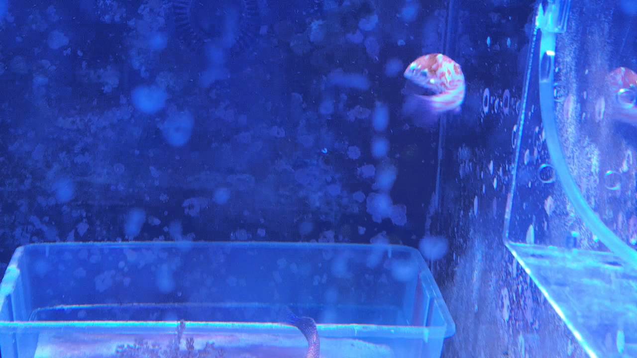 My chaoti wrasse