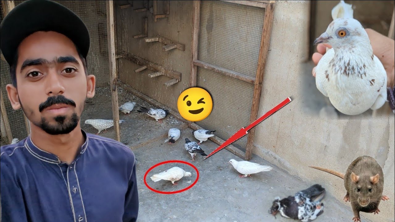 Kisi Ka Kabootar Utar Gea Pkar Lia😉 || Chuha Na Phir Kabootar Mar Dia😕. #itspigeonlover