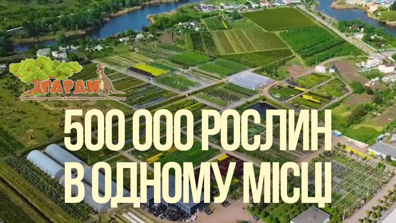 Найбільший розсадник декоративних рослин в Україні/Декоративні рослини/Розсадник крупномірніх рослин