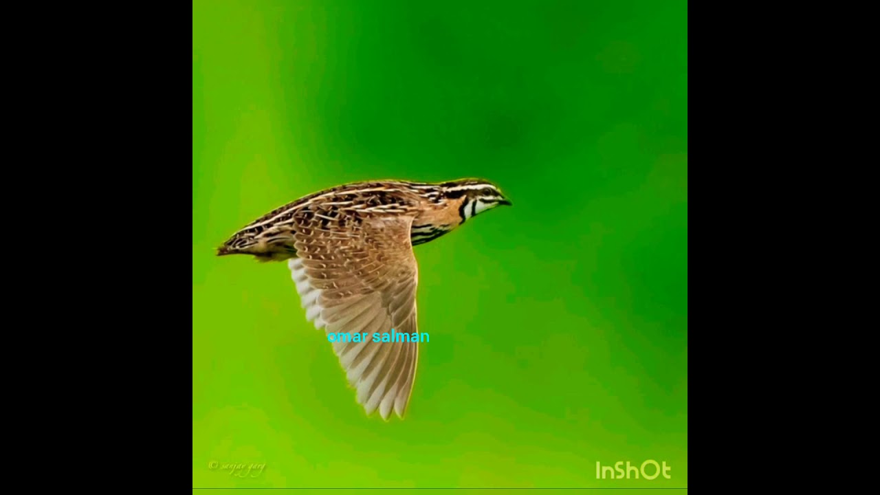 افضل صوت لطائر السمان (الفر) صوت مجرب جوده عاليه جدا